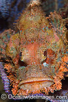 Small-scale Scorpionfish Photo - Gary Bell