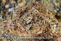Scorpionfish Scorpaenopsis macrochir Photo - Gary Bell
