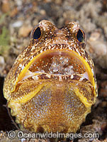 Jawfish brooding eggs Photo - Gary Bell