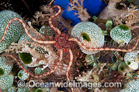 Brittle Star on Sea Tunicates Photo - Gary Bell