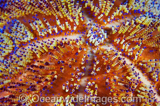 Fire Urchin spines photo