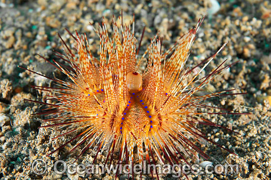 Fire Urchin Astropyga radiata photo