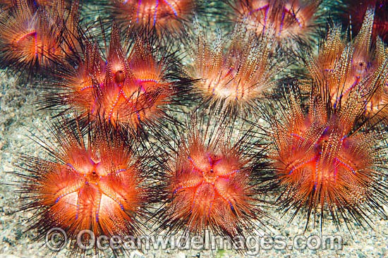 Fire Urchin photo