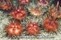 Fire Urchin Photo - Gary Bell