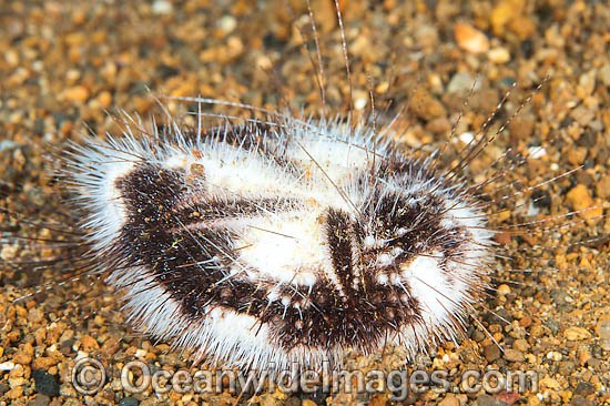 Sea Urchin Maretia planulata photo
