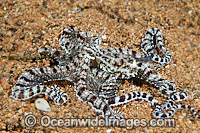 Mimic Octopus Thaumoctopus mimicus Photo - Gary Bell