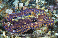 Mosaic Octopus Photo - Gary Bell