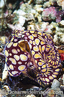 Mosaic Octopus Abdopus abaculus Photo - Gary Bell