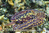 Mosaic Octopus Photo - Gary Bell