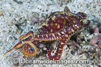 Mosaic Octopus Abdopus abaculus Photo - Gary Bell