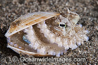 Veined Octopus Octopus marginatus Photo - Gary Bell