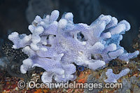 Sea Sponge Photo - Gary Bell