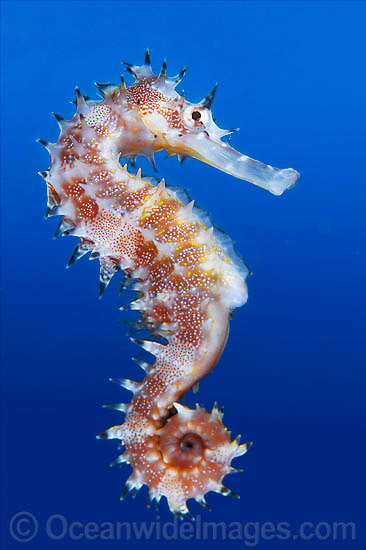 Thorny Seahorse Hippocampus histrix photo