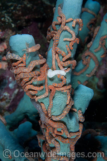 Holothurian on Sea Sponge photo