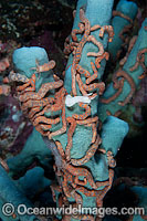 Holothurian on Sea Sponge Photo - Gary Bell