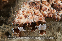 Sea Cucumber Bohadschia sp. Photo - Gary Bell