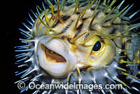 Porcupinefish Photo - Gary Bell