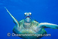 Green Sea Turtle eating Jellyfish Photo - Gary Bell