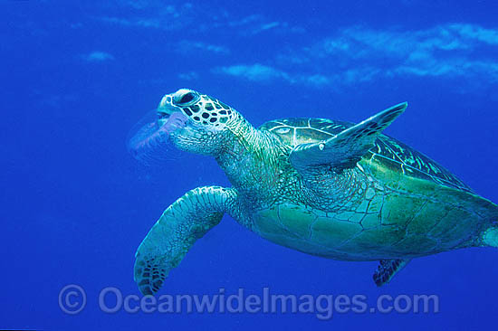 Green Sea Turtle eating Jellyfish photo