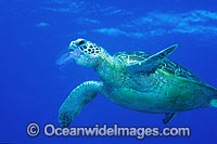Green Sea Turtle eating Jellyfish Photo - Gary Bell