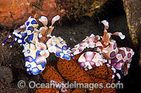 Two coloured Harlequin Shrimp feeding Photo - Gary Bell