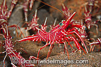 Hinge-beak Shrimp cluster Photo - Gary Bell