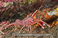 Hinge-beak Shrimp Rhynchocinetes durbanensis Photo - Gary Bell