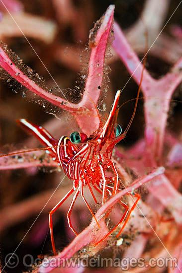 Hinge-beak Shrimp photo