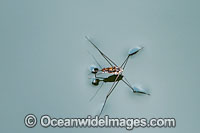 Water Strider on surface Photo - Gary Bell