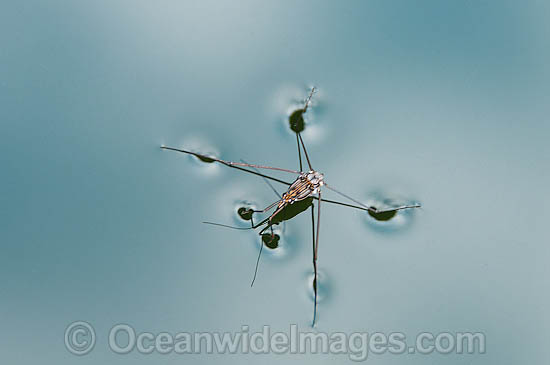 Water Strider on surface photo