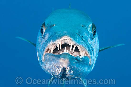 Great Barracuda showing teeth photo