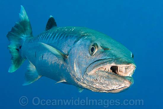 Great Barracuda mouth open photo