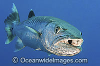 Great Barracuda mouth open Photo - Gary Bell