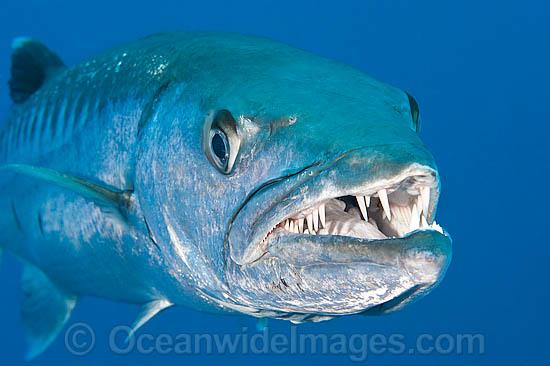 barracuda fish teeth