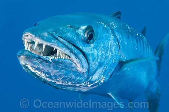 Barracuda Teeth