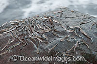 Mudskippers on a rock Photo - Gary Bell
