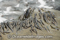 Mudskippers on a rock Photo - Gary Bell