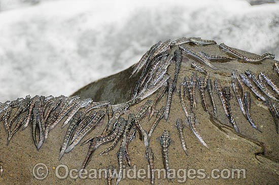 Mudskippers on a rock photo