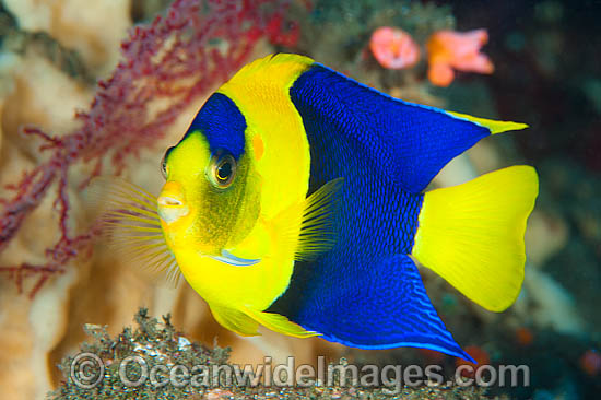Bicolor Angelfish Centropyge bicolor photo