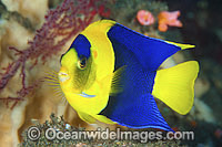 Bicolor Angelfish Centropyge bicolor Photo - Gary Bell