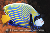 Emperor Angelfish Pomacanthus imperator Photo - Gary Bell