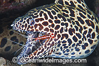 Honeycomb Moray cleaned by Shrimp Photo - Gary Bell