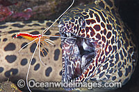 Honeycomb Moray cleaned by Shrimp Photo - Gary Bell