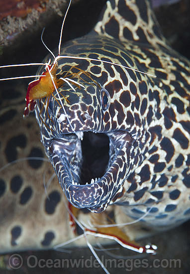 Honeycomb Moray being cleaned by shrimp photo