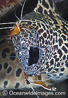 Honeycomb Moray being cleaned by shrimp Photo - Gary Bell