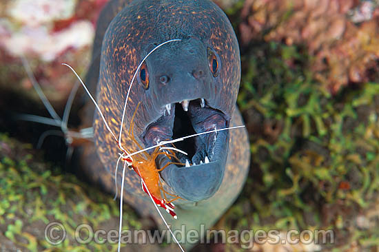 Moray eel cleaned by shrimp photo