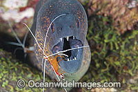 Moray eel cleaned by shrimp Photo - Gary Bell