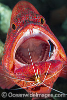 Shrimp and Wrasse cleaning Grouper Photo - Gary Bell