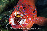 Shrimp and Wrasse cleaning Grouper Photo - Gary Bell