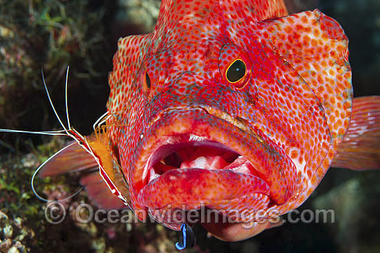 Shrimp and Wrasse cleaning Grouper photo
